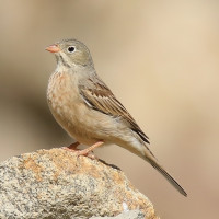 Escribano Cabecigrís